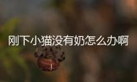 剛下小貓沒(méi)有奶怎么辦啊(剛下小貓沒(méi)有奶怎么辦呀)