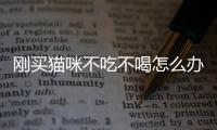 剛買貓咪不吃不喝怎么辦(剛買的貓不吃東西不喝水)