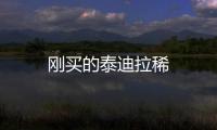剛買的泰迪拉稀