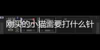 剛買的小貓需要打什么針？小貓需要打什么針價格多少