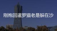 剛抱回暹羅貓老是躲在沙發(fā)下睡覺(暹羅貓剛到家就躲)
