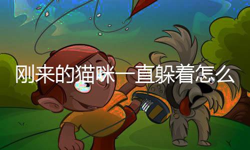 剛來(lái)的貓咪一直躲著怎么辦(剛來(lái)的貓咪一直叫)