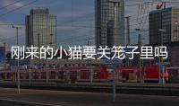 剛來的小貓要關籠子里嗎(新來小貓咪要關多久)