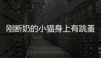 剛斷奶的小貓身上有跳蚤怎么辦(沒斷奶的小貓怎么去跳蚤)