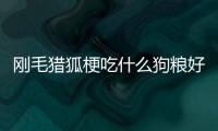 剛毛獵狐梗吃什么狗糧好(剛毛獵狐梗吃什么牌子狗糧好)