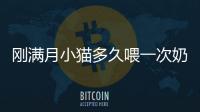 剛滿月小貓多久喂一次奶(剛滿月的小貓有跳蚤怎么辦)