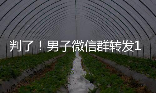 判了！男子微信群轉(zhuǎn)發(fā)12段暴力血腥視頻被判刑6個(gè)月