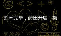 割禾完畢，蒔田開啟！梅州做大做強“米袋子”品牌