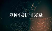 品種小測(cè)之仙粉黛