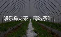 哆樂烏龍茶，精選茶葉，高溫萃取！邀您攜手共贏！
