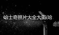 哈士奇照片大全大圖(哈士奇照片)