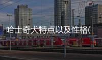 哈士奇犬特點以及性格(哈士奇犬什么顏色最好)