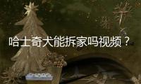 哈士奇犬能拆家嗎視頻？哈士奇在拆家的時候不能打嗎