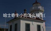 哈士奇生小狗怎么接生(哈士奇怎么生孩子)