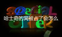 哈士奇的窩被占了會怎么樣(哈士奇鉆被窩)