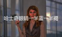 哈士奇眼睛一半藍一半褐色(哈士奇鼻子不是全黑的)