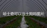 哈士奇可以當土狗嗎圖片？哈士奇可以當獵犬嗎