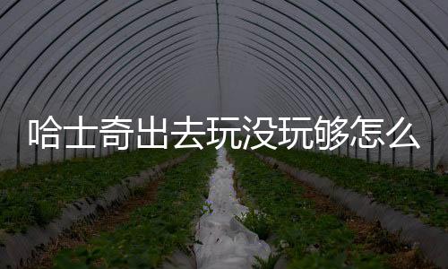 哈士奇出去玩沒玩夠怎么辦？哈士奇出去玩沒玩夠會怎么樣