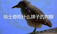 哈士奇吃什么牌子的狗糧比較好(哈士奇一天吃多少狗糧)