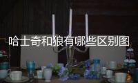 哈士奇和狼有哪些區(qū)別圖片？哈士奇和狼的區(qū)別搞笑組圖