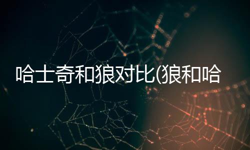 哈士奇和狼對比(狼和哈士奇體型對比)