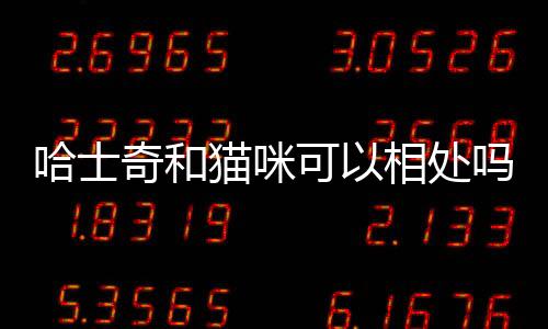 哈士奇和貓咪可以相處嗎(怎么跟哈士奇相處)