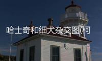 哈士奇和細犬雜交圖(柯基和細犬雜交)