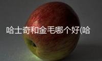 哈士奇和金毛哪個好(哈士奇和金毛雜交的后代)