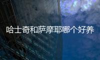 哈士奇和薩摩耶哪個好養(yǎng)(哈士奇和薩摩耶的串串)