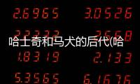 哈士奇和馬犬的后代(哈士奇中型犬還是大型犬)