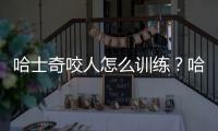 哈士奇咬人怎么訓練？哈士奇愛咬人手怎么辦