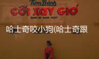 哈士奇咬小狗(哈士奇跟土狗生的小狗)