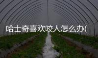 哈士奇喜歡咬人怎么辦(哈士奇洗澡不配合怎么辦)
