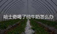 哈士奇喝了純牛奶怎么辦(哈士奇喝了啤酒有事嗎)