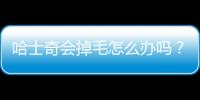 哈士奇會掉毛怎么辦嗎？哈士奇掉毛嚴重怎么辦