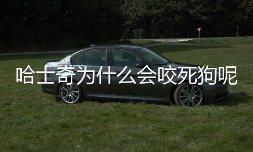 哈士奇為什么會咬死狗呢？哈士奇為什么會咬死狗狗