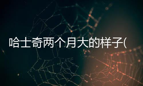 哈士奇兩個月大的樣子(兩個月的哈士奇可以吃蘋果嗎)