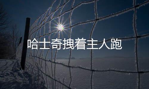 哈士奇拽著主人跑