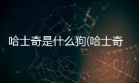哈士奇是什么狗(哈士奇的性格是什么樣的)