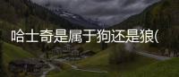 哈士奇是屬于狗還是狼(哈士奇到底是狼還是狗)