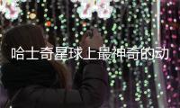 哈士奇星球上最神奇的動物是什么？哈士奇的星座是什么星座
