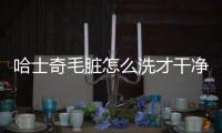 哈士奇毛臟怎么洗才干凈？哈士奇的毛怎么打理