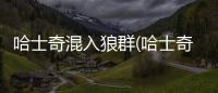 哈士奇混入狼群(哈士奇混進(jìn)狼群還當(dāng)了狼王)