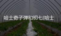 哈士奇子彈和初七(哈士奇一般生幾個)