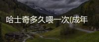 哈士奇多久喂一次(成年哈士奇一天喂一頓)