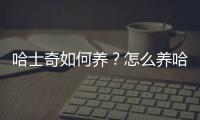 哈士奇如何養？怎么養哈士奇的方法大全