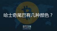 哈士奇尾巴有幾種顏色？哈士奇尾巴標(biāo)準(zhǔn)