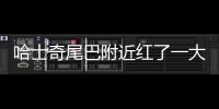 哈士奇尾巴附近紅了一大片怎么回事(哈士奇尾巴長)