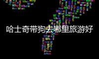 哈士奇帶狗去哪里旅游好？哈士奇帶狗去哪里旅游最好