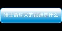 哈士奇幼犬的眼睛是什么顏色的？哈士奇眼睛小時候是黑色的還是藍色的